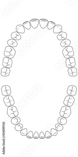 teeth chart tooth