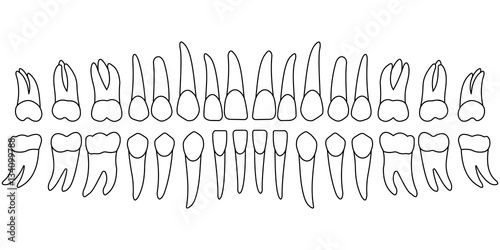 tooth chart teeth photo