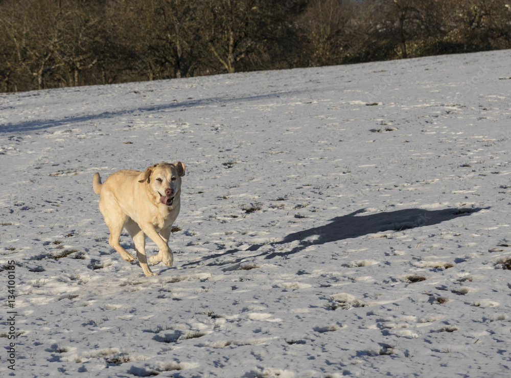 young labrador dog enjoys the snow covered field young labrador dog enjoys the snow covered field