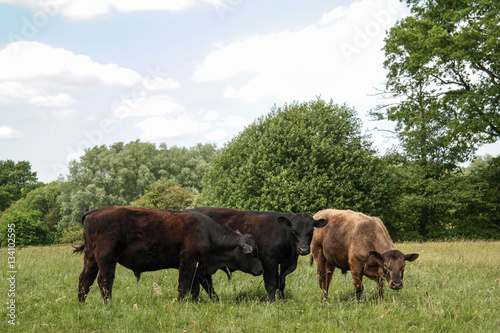 three pieces of cattle on pasture in green countryside with forrest in background