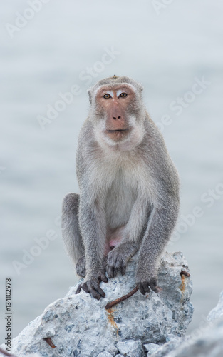 Monkey sitting on the rock watching sea © sorapop