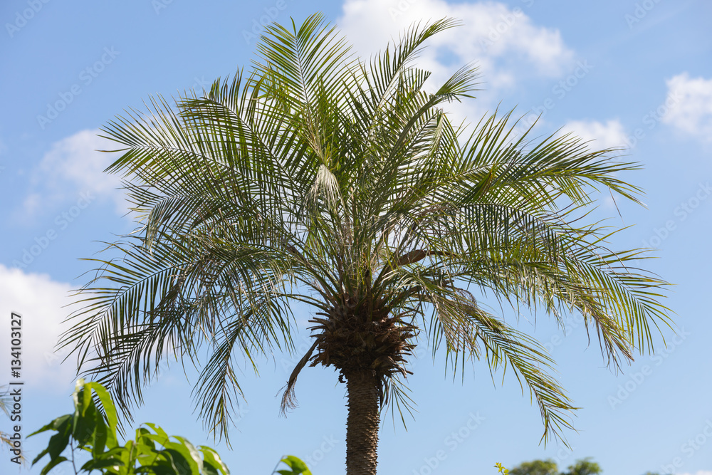 Fototapeta premium palm tree on a blue background