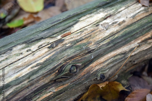 Wet Log Germany 2
