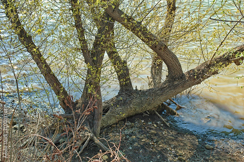 Tree near river