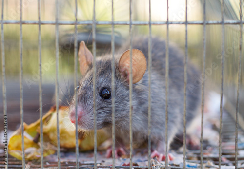 grey mouse eat an apple in a cage