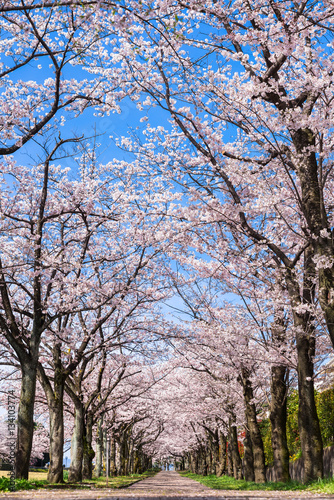 住宅街の桜並木 © oben901