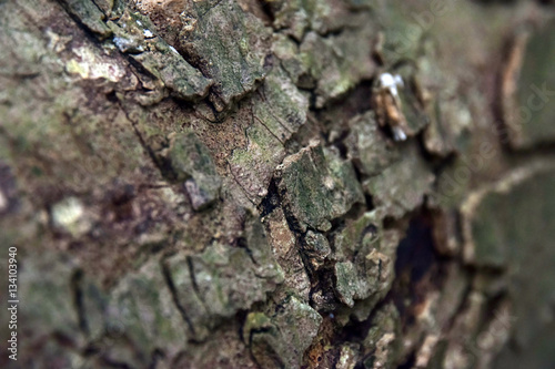 Pine Bark Germany 5