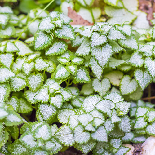 Spotted dead-nettle (lat. Lamium maculatum)
