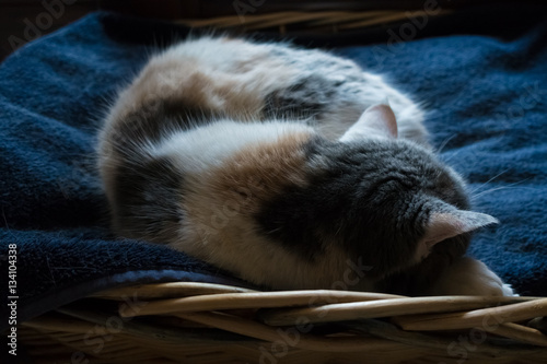 Cute cat sleeping on a pillow in a wicker basket