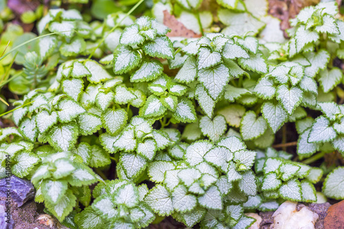 Spotted dead-nettle (lat. Lamium maculatum)