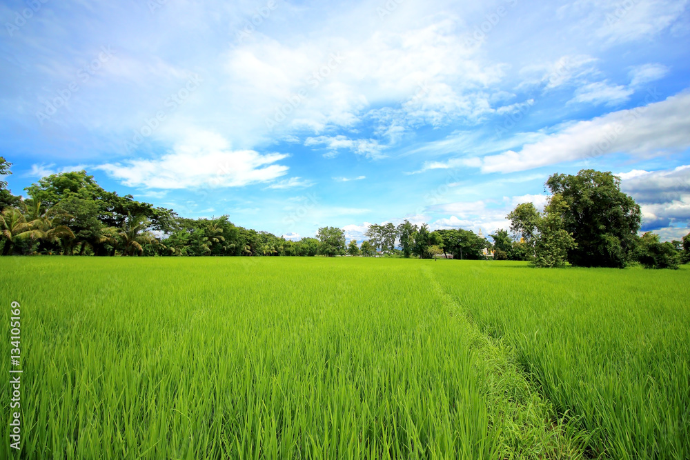 Landscape of green rice field in Thailand