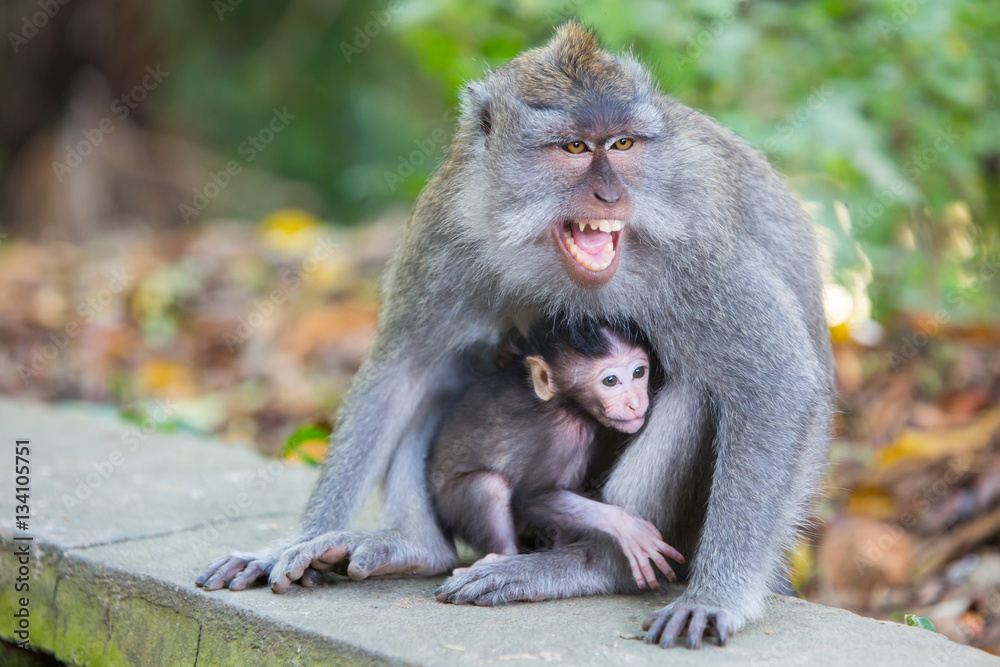 Protective Female Monkey