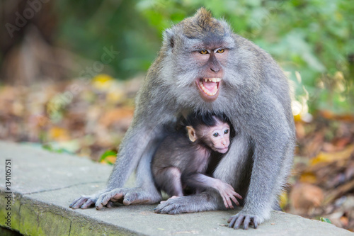 Protective Female Monkey © FiledIMAGE