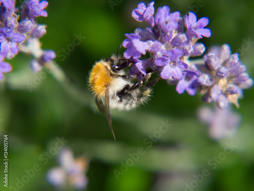 bumblee bee on lavender flower photo