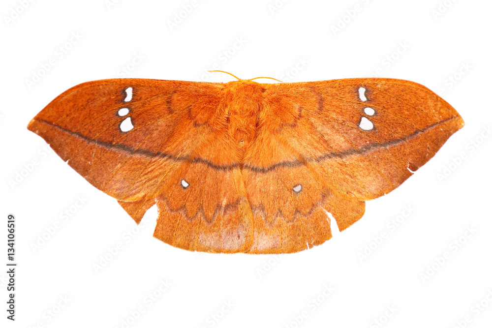 Naklejka premium night butterfly isolated on white