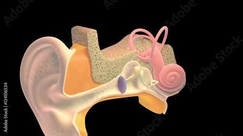3D. Inner ear or internal ear 4K. Ultra HD. Alpha Channel. 4K Chain of ossicles and their ligaments, seen from the front in a vertical, transverse section of the tympanum photo