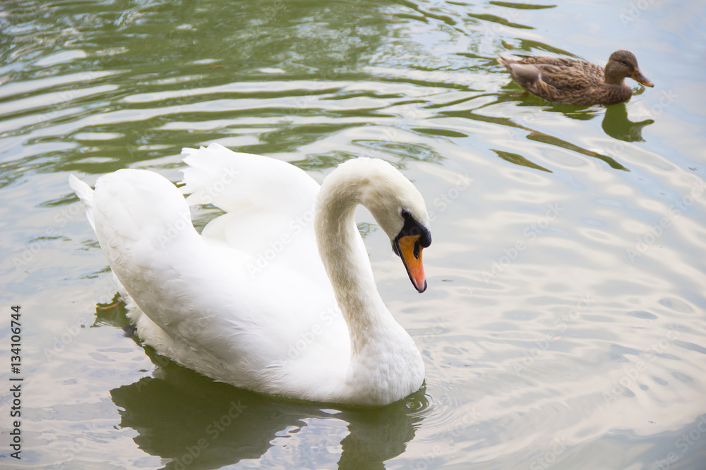 Obraz premium Swan and a duck swimming in the lake