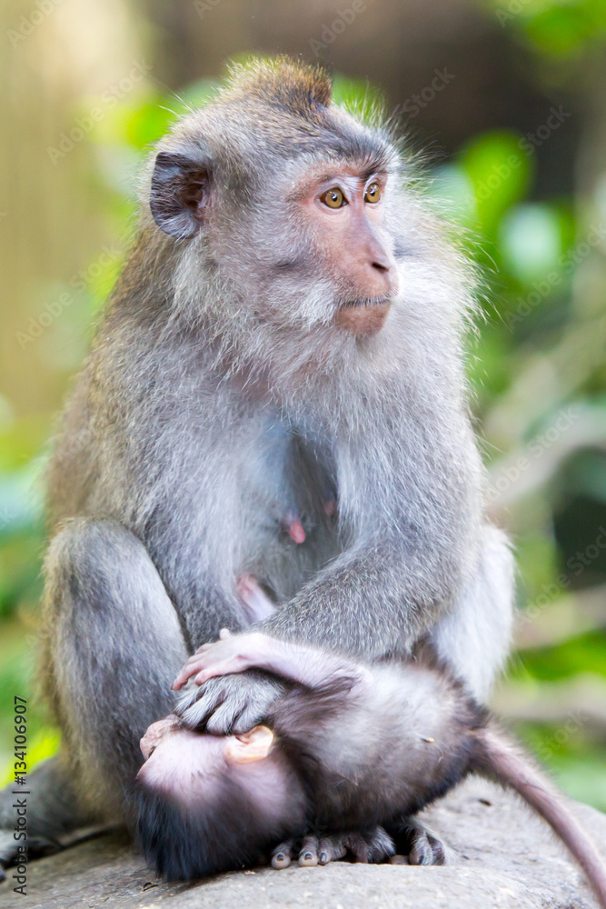 Protective Female Monkey