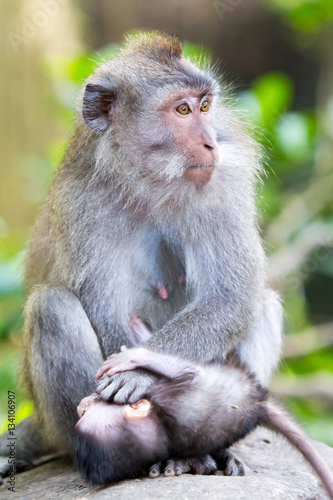 Protective Female Monkey