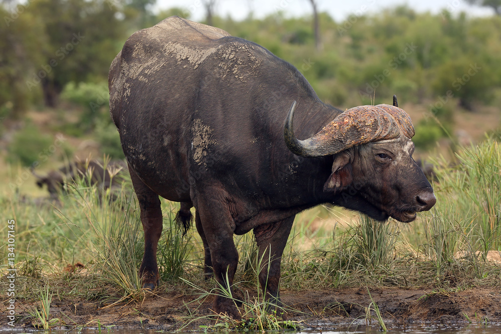 Obraz premium The African buffalo or Cape buffalo (Syncerus caffer) on the shore of waterholes