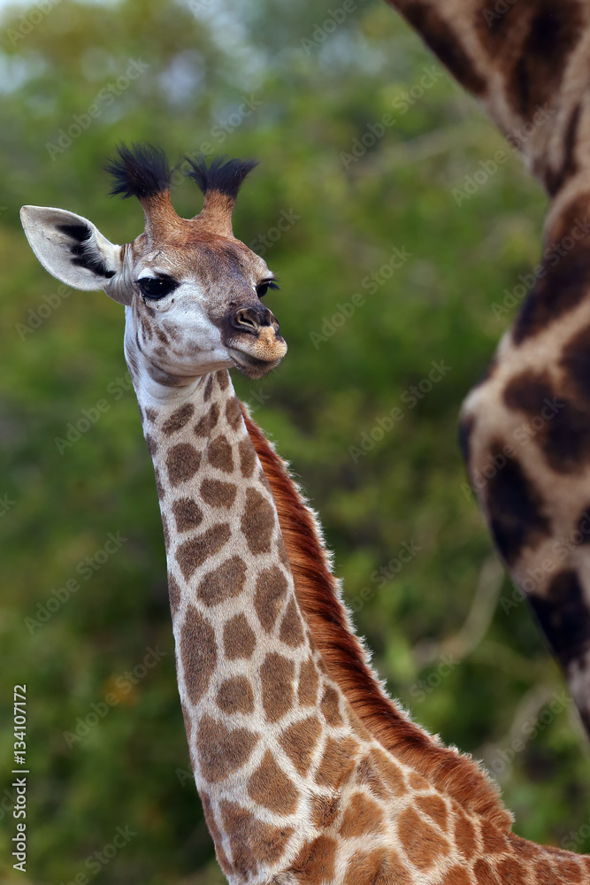 The South African giraffe or Cape giraffe (Giraffa camelopardalis giraffa), portrait of a young giraffe The South African giraffe or Cape giraffe (Giraffa camelopardalis giraffa), portrait of a young giraffe