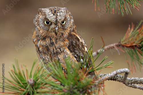 The Eurasian scops owl (Otus scops) or the European scops owl or just scops owl sitting on a branch of pine