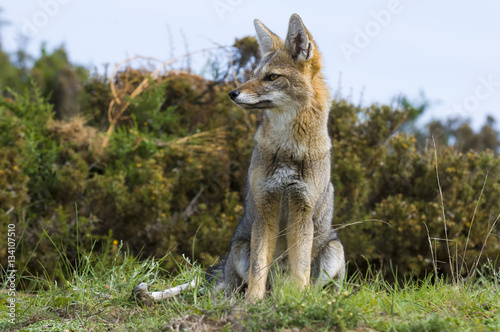 Pampas Grey fox, La Pampa, Argentina © foto4440