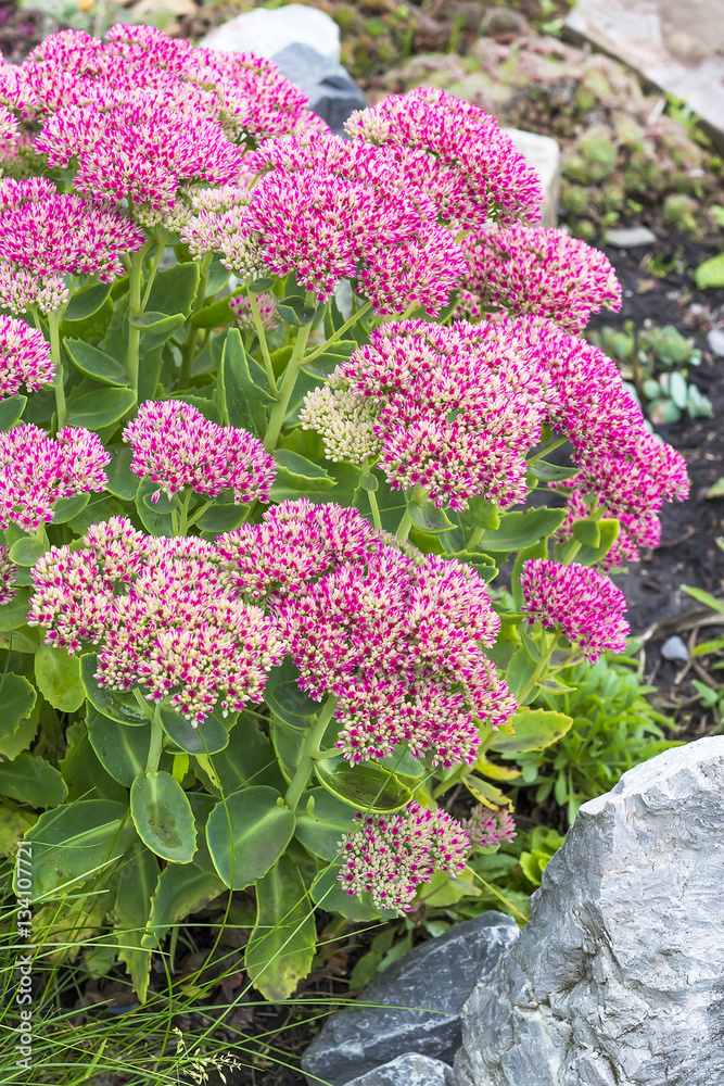 Φωτογραφία Decorative garden plant Sedum prominent ( lat. Sedum spectabile