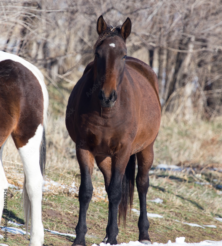 Fototapeta premium a horse in a pasture in winter