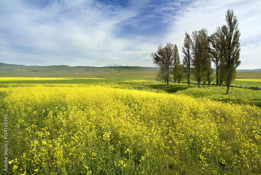Spring lanscape with yellow flowers Spring lanscape with yellow flowers