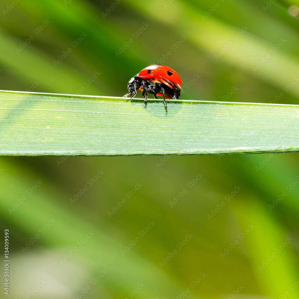 ladybug on grass macro