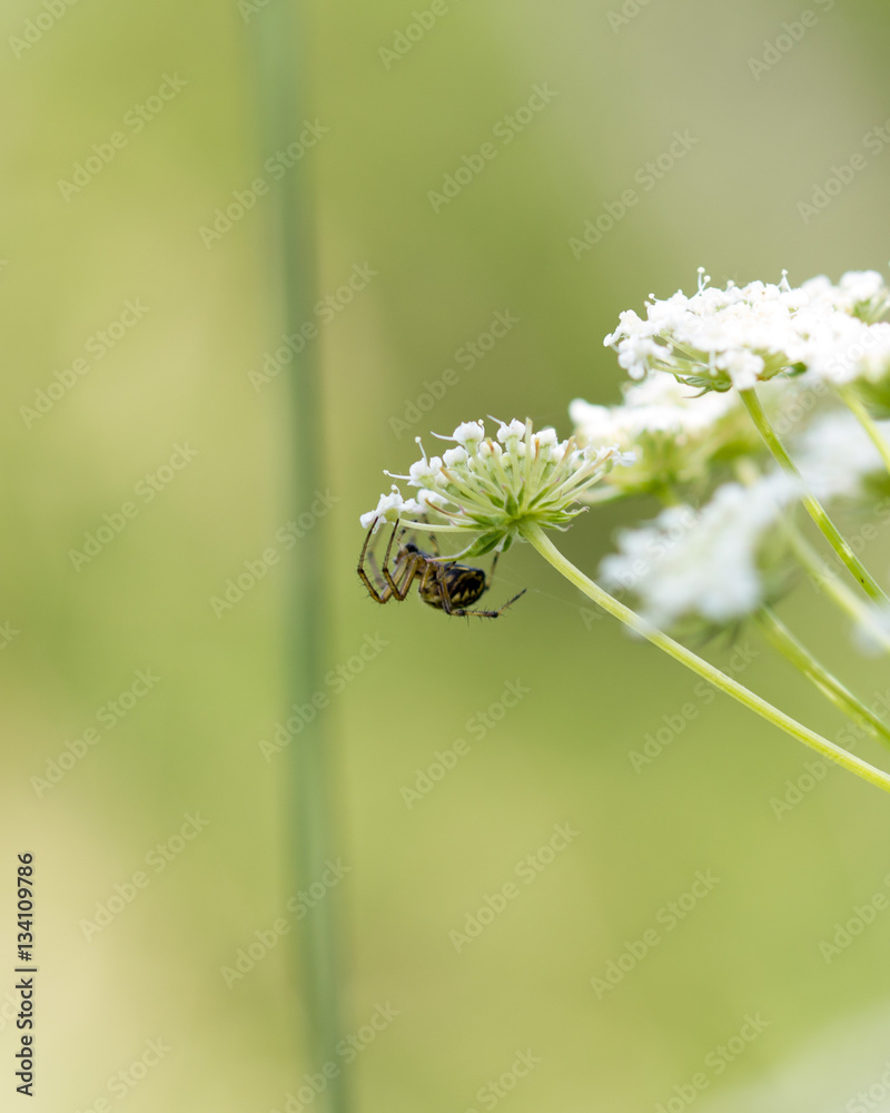 spider in the grass spider in the grass