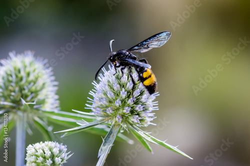 Double banded scoliid wasp photo