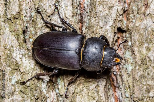 Female Lucanid Beetle photo