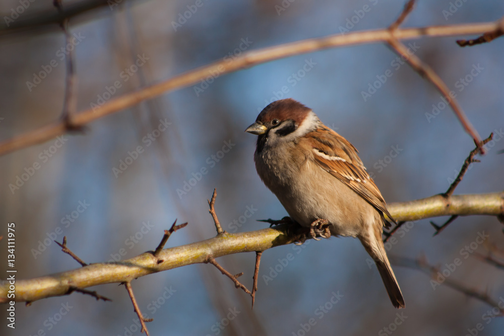 Sparrow on a branch.