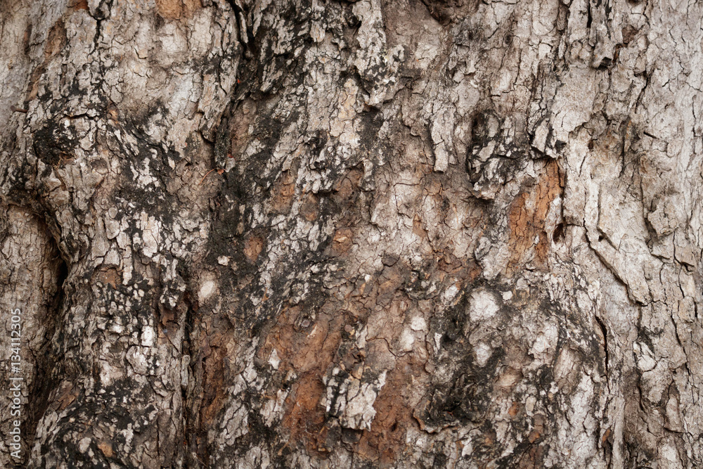 Bark for graphic background Bark for graphic background