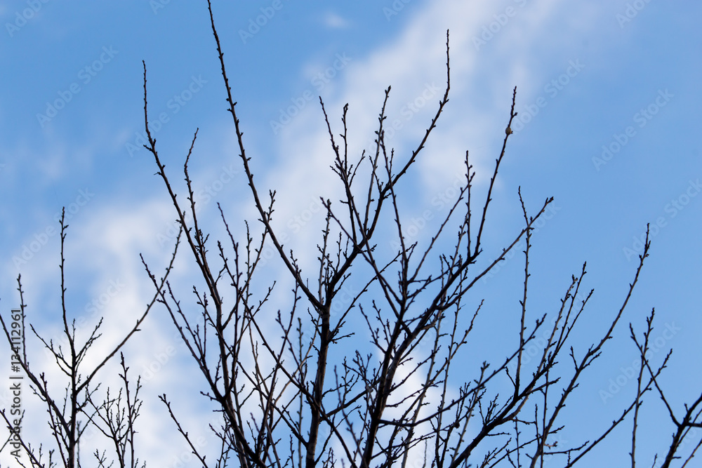 Obraz premium tree with bare branches at sunset