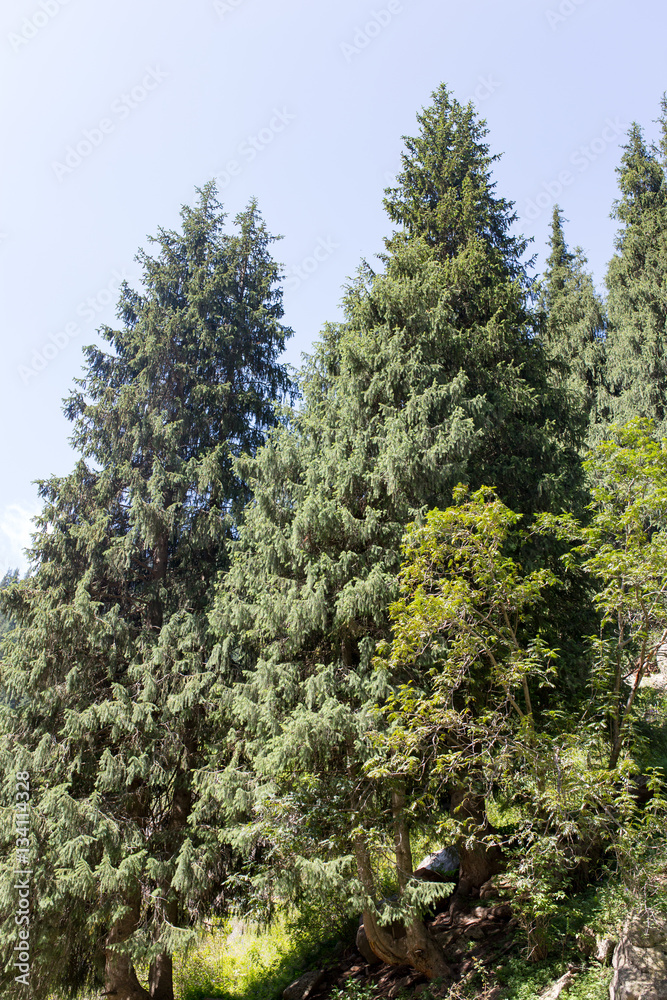 Fototapeta premium beautiful Christmas tree in the mountains in summer