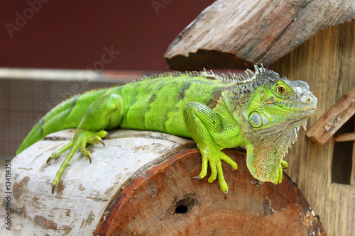 Green iguana in terrarium