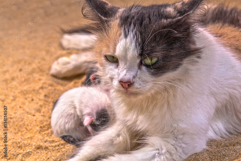 Cat baby in the sand. Mother cat gave birth in the sand in the first day