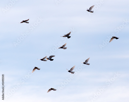 a flock of pigeons in the sky