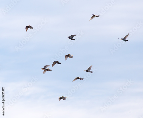 a flock of pigeons in the sky © schankz