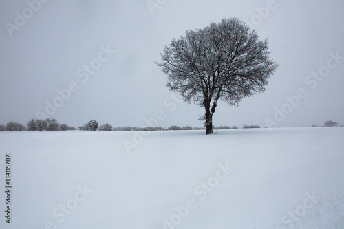 Wallpaper Mural Alone tree in a field, winter season. Torontodigital.ca