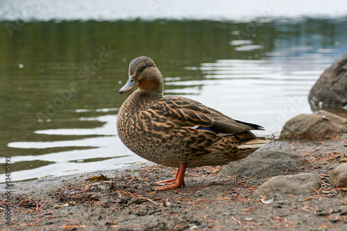 Close-up view of brown mallard duck in wildlife standing near the water at Mirror Lake in Oregon state, USA.