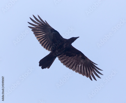Black crow in flight against blue sky © schankz