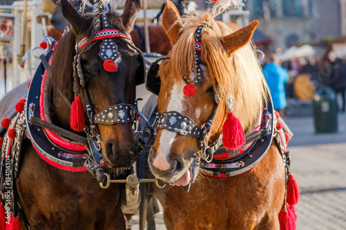 Team of two decorated horses for riding tourists in a carriage © Anton Gvozdikov