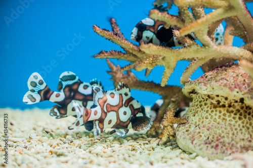 Spotted sweetlips fish on a blue background. photo