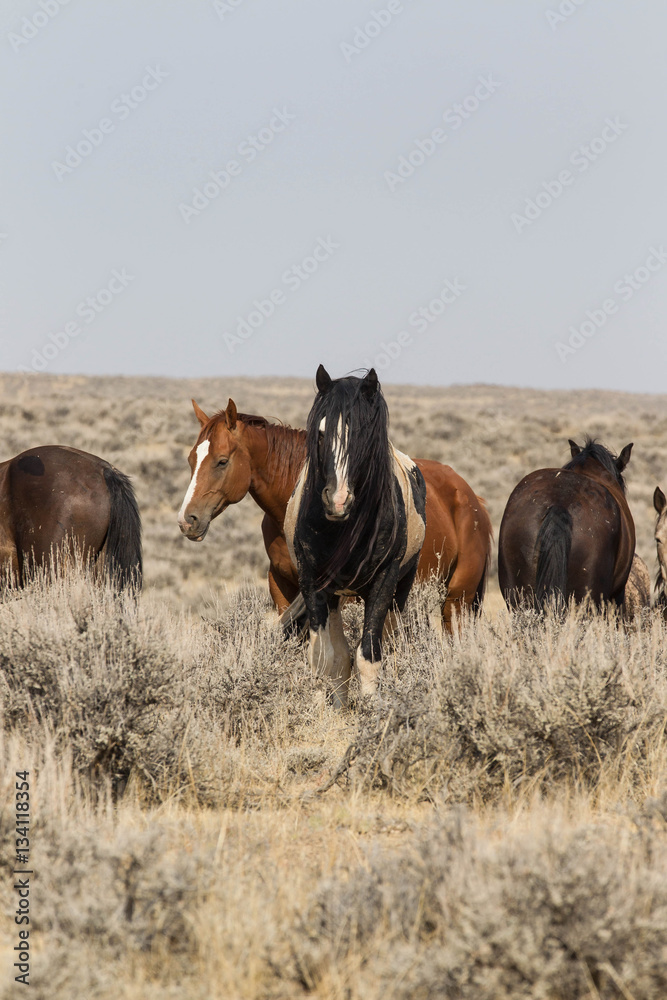 Obraz premium Wild mustangs at McCullough Peaks Wild Horse Herd Management Area