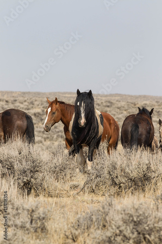 Wild mustangs at McCullough Peaks Wild Horse Herd Management Area