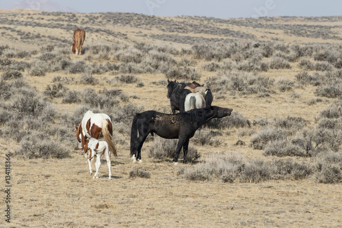 Wild mustangs at McCullough Peaks Wild Horse Herd Management Area